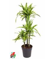 Dracaena Lemon Lime 60-30-15