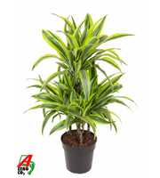 Dracaena Lemon Lime 45-carrousel