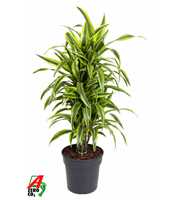 Dracaena Lemon Lime vertakt P27