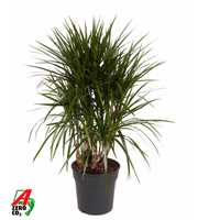 Dracaena Marginata vertakt P24