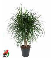 Dracaena Marginata vertakt P27