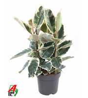 Ficus Elastica Tineke 3PP P27