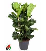 Ficus Lyrata 3PP P34