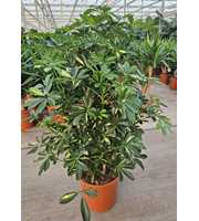 Schefflera Gold Capella