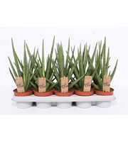 Sansevieria Tough Guy