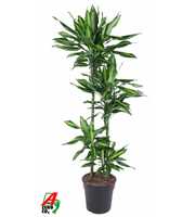 Dracaena Cintho 90-60-30-15