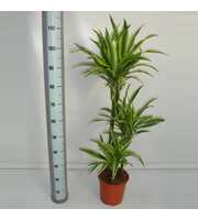 Dracaena Lemon Lime 60-30-15