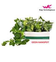 Scindapsus (Epipremnum) Aureum GEEN HANGPOT 15cm
