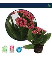 Kalanchoe Perfecta Purple 7cm - Zonder Hoes