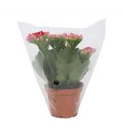 Kalanchoe Perfecta Purple 7cm - Blanco Hoes