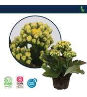 Kalanchoe Perfecta Yellow 7cm -Zonder Hoes