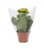 Kalanchoe Perfecta Yellow 7cm - Blanco Hoes