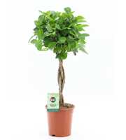 Ficus Microcarpa Moclame pot 17