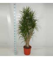 Dracaena marginata 120 vertakt zwaar