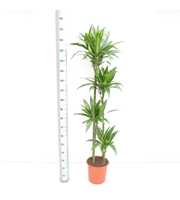 Dracaena Paloma 120/90/60/30