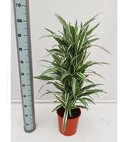 Dracaena White Stripe 60 vertakt