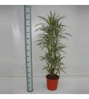 Dracaena White Stripe 90 vertakt