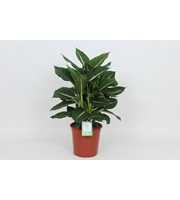 Purify Dieffenbachia Green Magic 24 cm