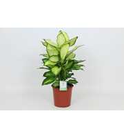 Purify Dieffenbachia Summer Style 24 cm