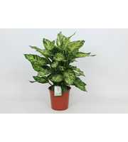 Purify Dieffenbachia Sublime 24 cm