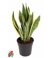 Sansevieria Laurentii P17