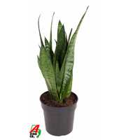 Sansevieria Zeylanica P17