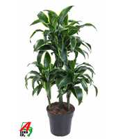 Dracaena Dorado 45-carrousel