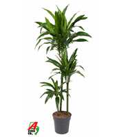 Dracaena Janet Craig 90-60-30