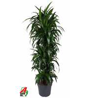 Dracaena Janet Craig vertakt P34