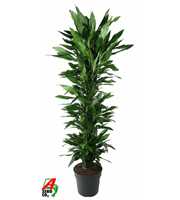 Dracaena Janet Lind vertakt P34