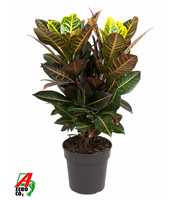 Codiaeum Petra vertakt P21