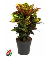 Codiaeum Petra vertakt P24