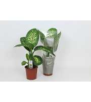 Purify Dieffenbachia Tropic Snow 17 cm