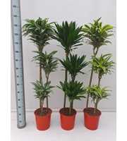 Dracaena Mix Compact 90/60/30