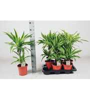 Dracaena Lemon lime 30-10 70cm