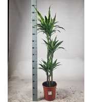 Dracaena Lemon lime 60-30-15 105cm