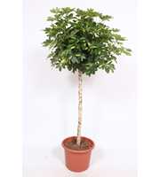 Schefflera Gold Capella