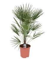 Chamaerops humilis P26