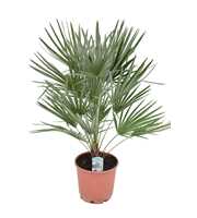 Chamaerops humilis P24