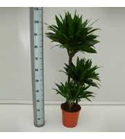 Dracaena Green Jewel 60-30-15