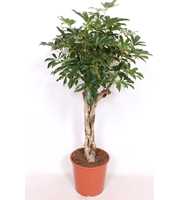 Schefflera arboricola 'Compacta'