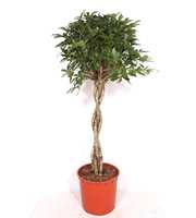 Schefflera arboricola 'Compacta'