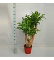 Dracaena Massangeana 90 vertakt