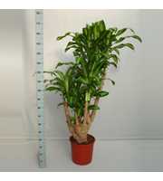 Dracaena Massangeana 120 vertakt