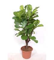 Ficus lyrata