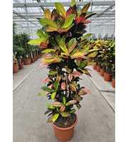 Codiaeum Iceton (Croton Iceton)