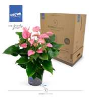 Anthurium - KARMA Joli | 17cm | PLASTIC FREE