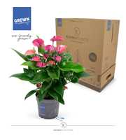 Anthurium - KARMA Purple | 17cm | PLASTIC FREE