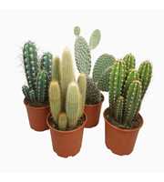 Cactus mix opgaand 21 cm