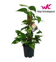 Scindapsus (Epipremnum) mosstok 50 cm